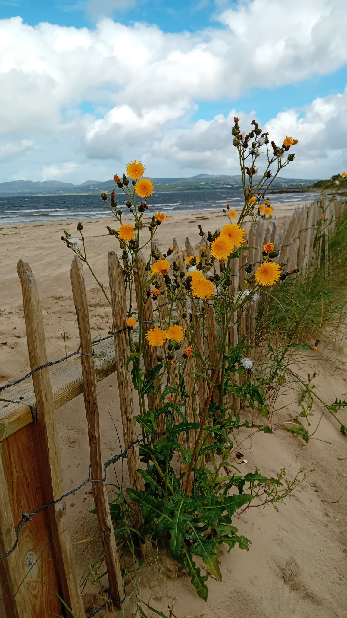 Beach flowers at Lisfannon, Co. Donegal