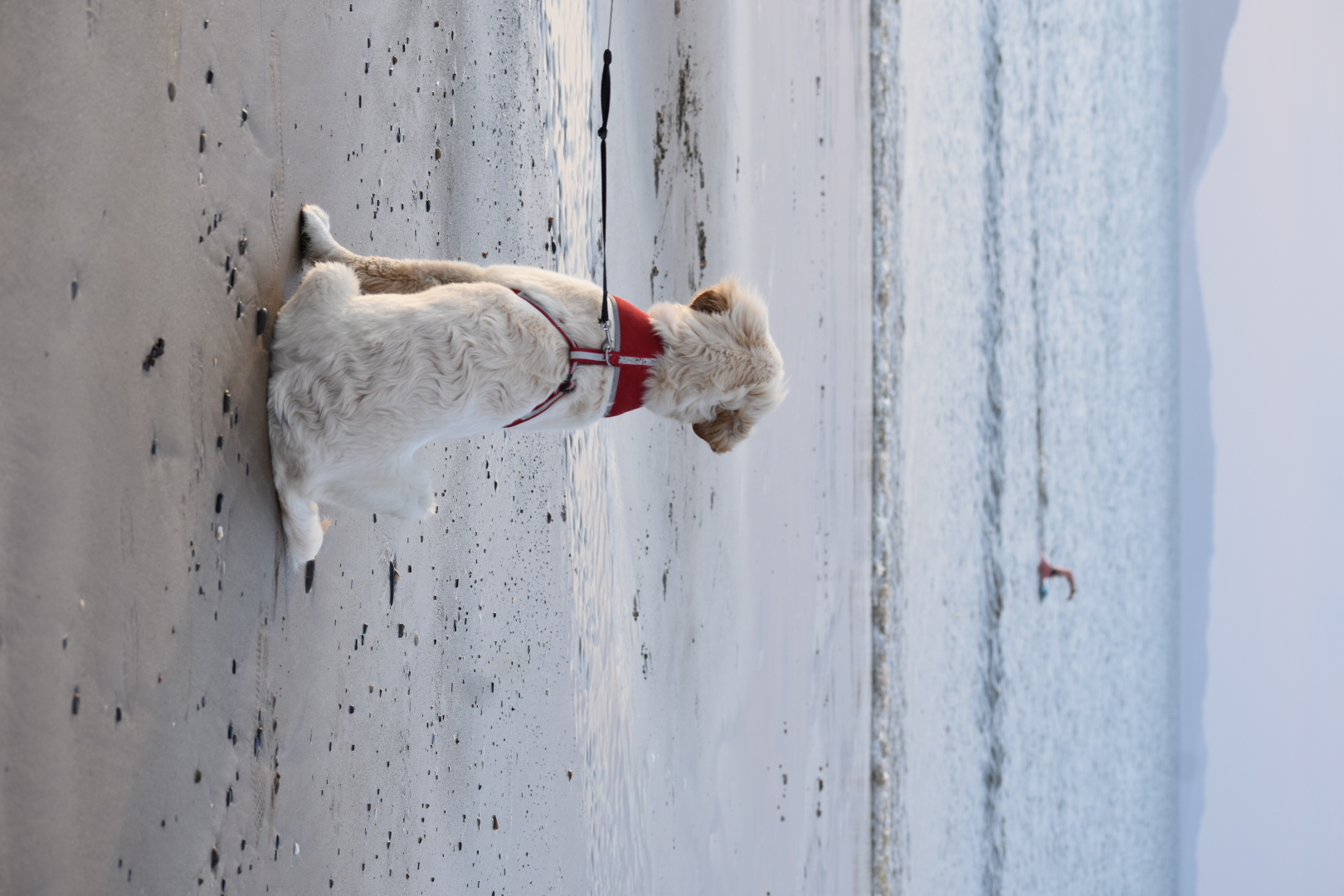 Dog watching a swimmer at Ludden Beach in Buncrana, Co. Donegal