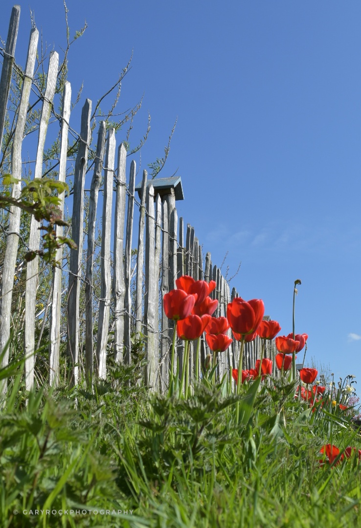 Flowers in May