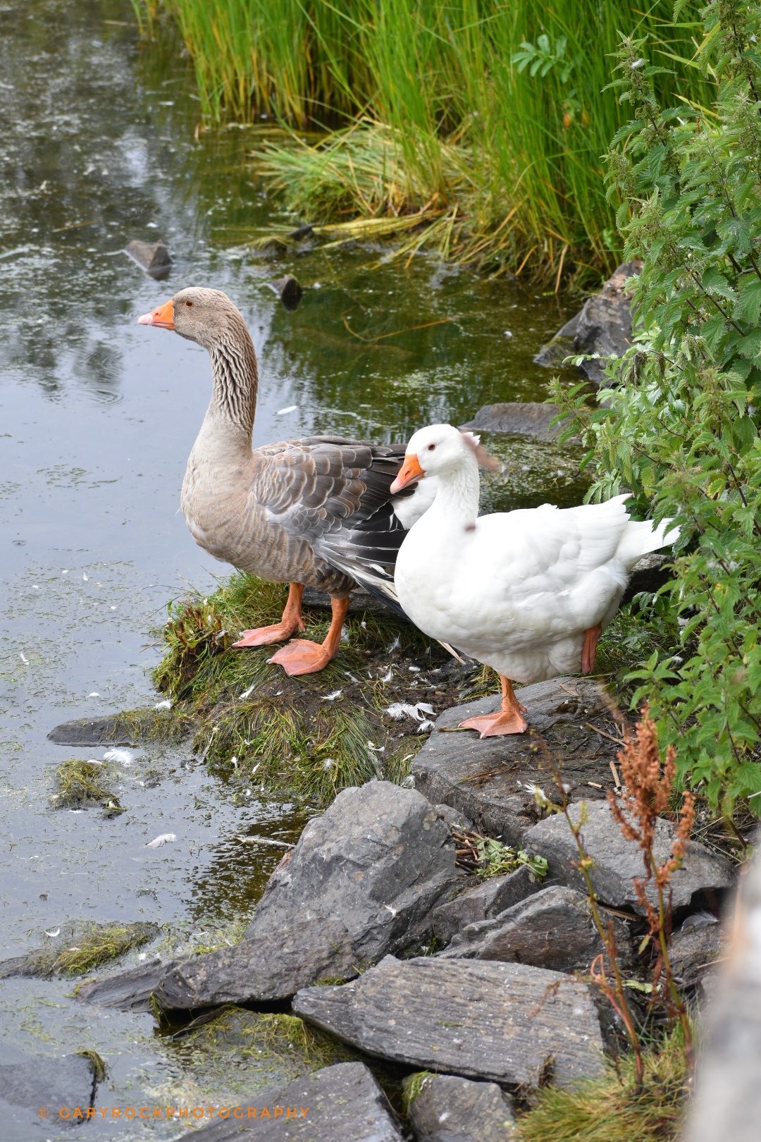 Wildfowl at Inch, Co. Donegal